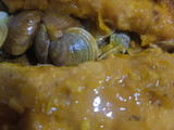 Merluza con almejas a la marinera