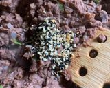 Foto del paso 2 de la receta: Frijoles machos secos