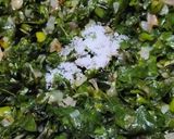टाकळ्याची भाजी (taklyachi bhaji recipe in marathi) रेसिपी स्टेप 5 फोटो