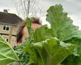 A picture of step 1 of Not complicated rhubarb compote.