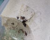 Foto langkah ke 6 dari resep 21. Ice cream oreo.