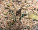 Foto del paso 2 de la receta: 144. Pimientos rellenos de soja y arroz con reducción de Pedro Ximenez (principal verdura)