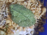 પાપડ ચાટ (Papad Chaat Recipe in Gujarati)