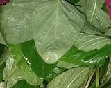 Foto langkah ke 1 dari resep 54.Peyek Daun Bayam.