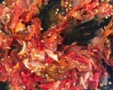 Foto langkah ke 2 dari resep Tempe guyur sambal teri.