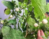 Hình bước làm 1 của món Kim chi cà pháo