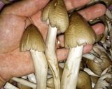 Hình bước làm 2 của món Nấm mối xào