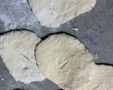 Foto del paso 5 de la receta: Tortas fritas 🍘