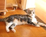 Foto del paso 14 de la receta: Almuerzo de lunes...Miercolizado