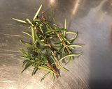 Une image de l'étape 10 de Marinade au cognac moutarde, herbes, épices et légumes (pour gibier).