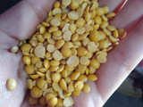 Arhar dal