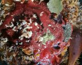 Kedvenc bolognaim recept fázis 5 fotója