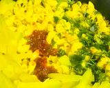 A picture of step 2 of Schezwan macaroni with capsicum.