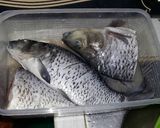 Foto langkah ke 1 dari resep Ikan Mas Masak Lemon Suugeeer.