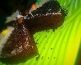 Foto langkah ke 9 dari resep Brownies nyoklat anti gagal.