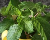 धनिया पुदीना की चटनी (dhaniya pudina ki chutney recipe in Hindi) रेसिपी चरण 1 फोटो