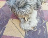 Foto del paso 4 de la receta: Galletas de avenas para ellos 🐕🐕