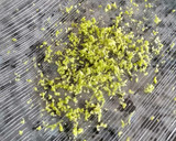 Foto del paso 1 de la receta: Ensalada de espinacas, atún y aguacate