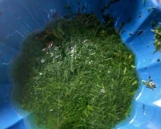 Cendol Tepung Beras Daun Suji - Step 1