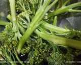 Foto del paso 3 de la receta: Crema de bimi, brócoli 🥦 y patata