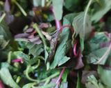 পালং শাক (palak saag recipe in Bengali) রেসিপি ধাপ - 3 ছবি