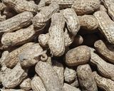 Foto langkah ke 1 dari resep Kacang Tanah Rebus.