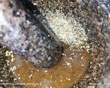 Foto del paso 2 de la receta Entrecot de vaca vieja🐮🐮en costra