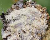 Foto del paso 3 de la receta: Pan de té / Tea loaf / Pane di té