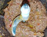 A picture of step 4 of Chapli Kabab.