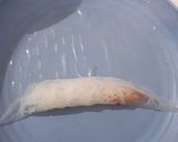 Foto langkah ke 3 dari resep Bihun udang di balut rice paper.