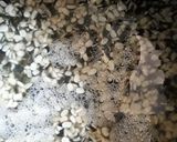 A picture of step 1 of Urad daal / split black gram.