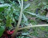Une image de l'étape 1 de Tarte à la rhubarbe.