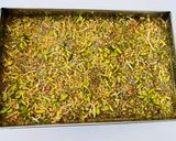 A picture of step 8 of Oats katlu (gluten free).
