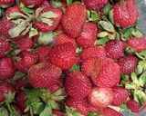 Foto langkah ke 1 dari resep Jus Strawberry.