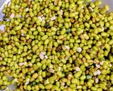 A picture of step 1 of Green Moong Daal Ladoos.