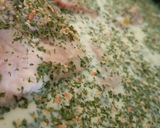 Foto del paso 2 de la receta: Matambre A La Leche