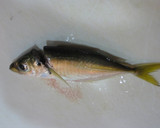 A picture of step 3 of How to Clean Small Horse Mackerel.