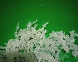 Foto langkah ke 1 dari resep Es Cocopandan Rumput Laut.