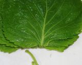 A picture of step 4 of A Chef's Recipe for Yuzu Honey-Flavored Samgyeopsal.
