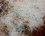 Foto del paso 2 de la receta: Arroz con boletus en conserva