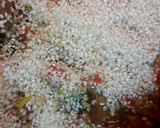 Foto del paso 2 de la receta: Arroz con boletus en conserva