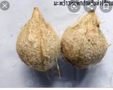 รูปขั้นตอนการทำที่ 5 ของ ขนมด้วง หรือ ขนมเล็บมือนาง
