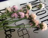 Une image de l'étape 1 de Vinaigre de fleurs de ciboulette.