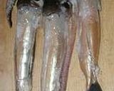 A picture of step 1 of How to Skin a Japanese Squid.