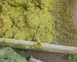 A picture of step 3 of Homemade Falafel.