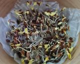 Foto del paso 6 de la receta: Brotes de lino 🌱 Germinación de semillas de lino marrón en germinador de arcilla 🌱