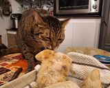 Foto del paso 12 de la receta: Pan ciabatta
