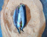 Foto del paso 10 de la receta: Brevas de boquerones rellenas de cebollino, ajos puerros y queso