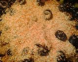 A picture of step 6 of Olive Couscous.