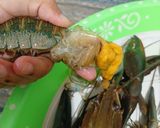 Foto langkah ke 1 dari resep Udang Saos Padang.